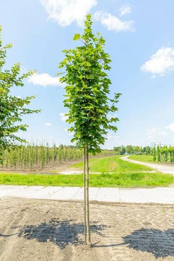 Acer platanoides hoogstam 8/10