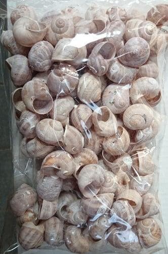 Landsnail small geverfde schelpen frosted white wash 250, Ophalen of Verzenden, Nieuw