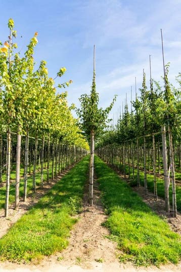Cornus mas hoogstam 6/8