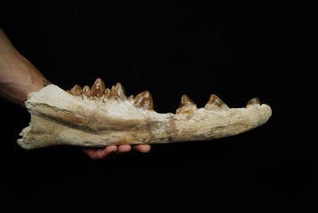Vroege walvisachtigen - Basilosauride - Gefossiliseerde kaak