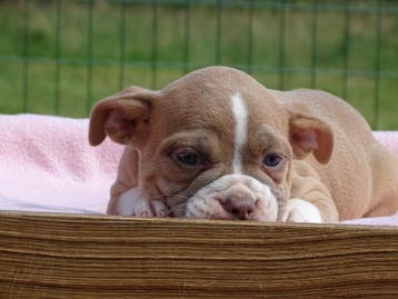 Old English Bulldog pups! t Gezonde type. Mogen mee!, Parvo, Nederland, 8 tot 15 weken, Bulldog