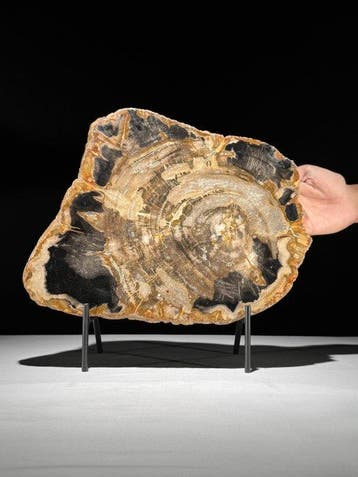 Prachtige snede van versteend hout op een op maat gemaakte