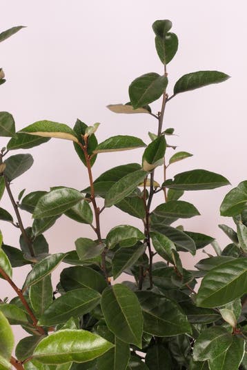 Elaeagnus ebbingei | Wintergroene olijfwilghaag, Verzenden, Haag, Minder dan 100 cm