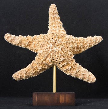 Zeester Taxidermie volledige montage - Pisaster ochraceus -, Antiek en Kunst, Curiosa en Brocante