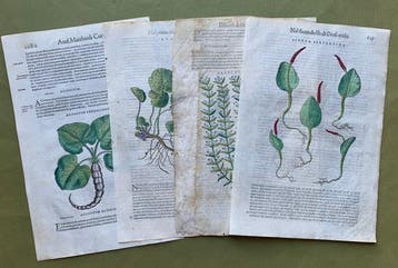 Xilografie botaniche - 1604