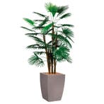 Rhapis Palm kunstplant, H150cm, Huis en Inrichting, Kamerplanten, Ophalen of Verzenden, Palm, 150 tot 200 cm