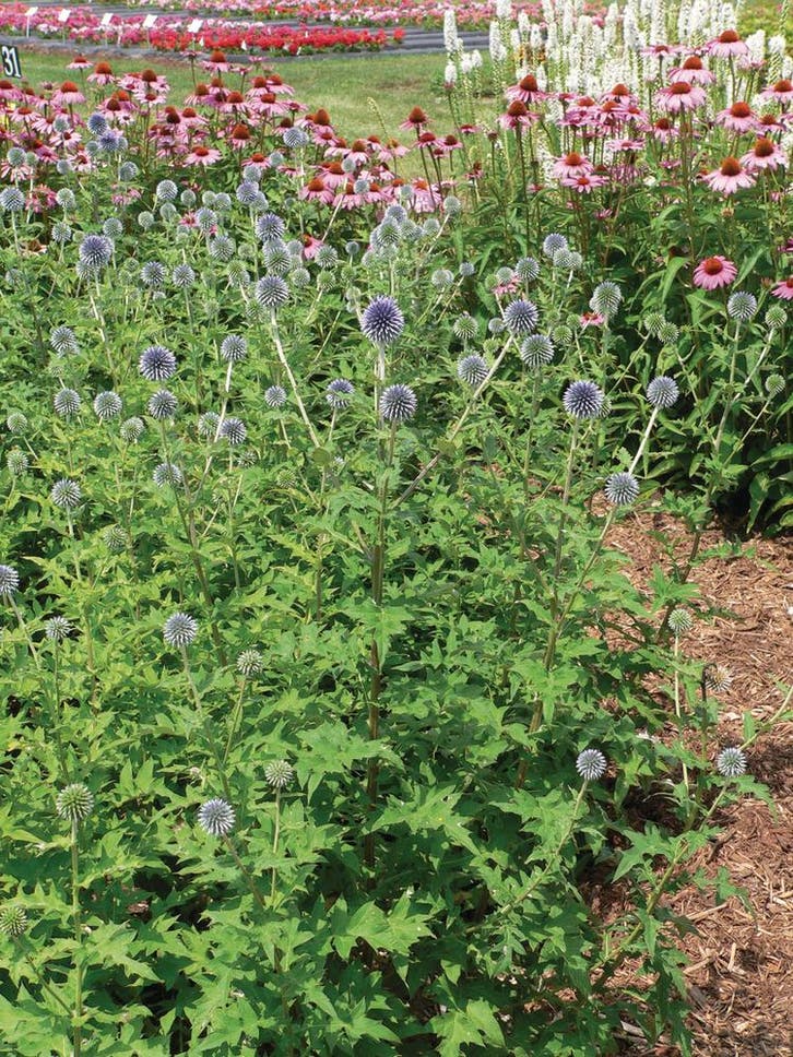 Echinops bannaticus Blue Globe (blauw, Herfstplanten kopen?), Tuin en Terras, Planten | Tuinplanten, Siergrassen, Vaste plant
