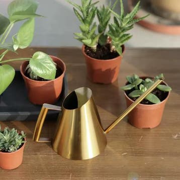900ml RVS Gieter voor Kamerplantenen Tuin - Nauwkeurige Tuit, Tuin en Terras, Gieters, Verzenden, Nieuw