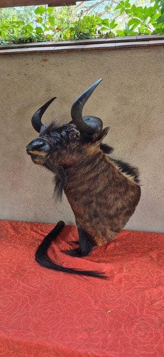 zwart gnoe Taxidermie volledige montage - Connochaetes gnou, Verzamelen, Dierenverzamelingen, Nieuw