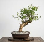 Bonsai of Granaatappel - Hoogte (boom): 65 cm - Diepte