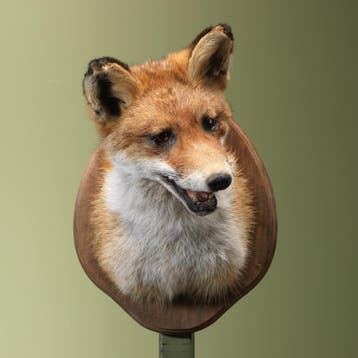 Vos Taxidermie Opgezette Dieren By Max, Ophalen of Verzenden, Nieuw, Wild dier, Opgezet dier