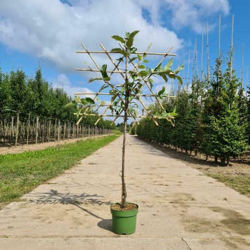 Appelboom / Appelbomen Malus Elstar | Leiboom