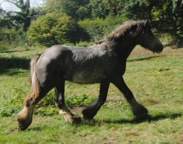jonge Irish Cobs / Tinkers, Dieren en Toebehoren, Paarden, Minder dan 160 cm, 0 tot 2 jaar, Onbeleerd, Meerdere dieren