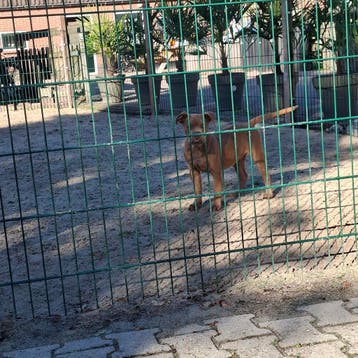 Old English Bulldog-pups! Beschikbaar, Dieren en Toebehoren, Parvo, Nederland, 8 tot 15 weken, Bulldog