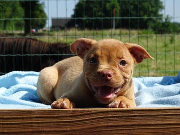 Old English Bulldog pups! t Gezonde type. Mogen mee!, Parvo, Nederland, 8 tot 15 weken, Bulldog