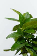 Limoenboom / Citrus Aurantifolia ministam 60-80 cm, Tuin en Terras, Planten | Tuinplanten