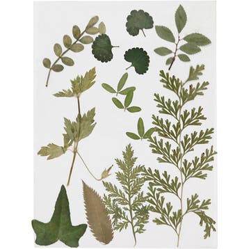 Gedroogde bloemen en bladeren, groen, 1 doos, Nieuw