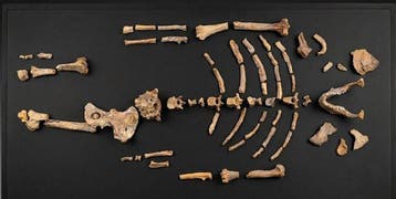 REPLIKA - Gereconstrueerd skelet - Australopithecus