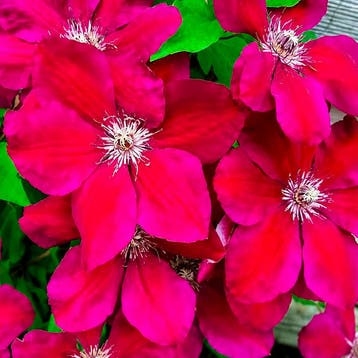 Clematis Westerplatte container (C2) Sierplanten, Verzenden, Overige soorten, Struik