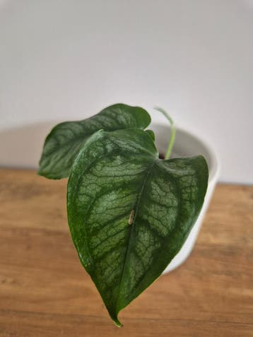 Monstera Siltepecana #4, Verzenden