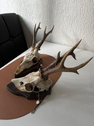 Ree Schedel van een zoogdier - Capreolus capreolus - 0 cm -