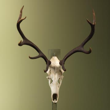 Edelhert Gewei Taxidermie Opgezette Dieren By Max, Verzamelen, Dierenverzamelingen, Ophalen of Verzenden, Nieuw, Wild dier, Opgezet dier