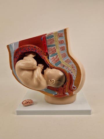 Anatomisch model - kunststof - 1980-1990 - Doorsnede