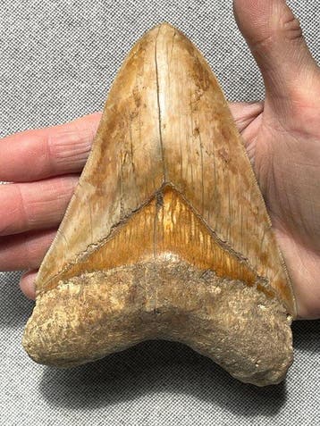Grote Megalodon-tand 14,5 cm - Fossiele tand - Carcharocles