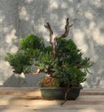 Jeneverbes bonsai (Juniperus) - Hoogte (boom): 30 cm -