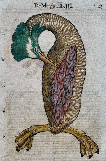 Conrad Gesner - Vogelbuch - 1617, Antiek en Kunst, Antiek | Boeken en Bijbels