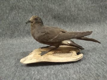 Europese stormvogel Taxidermie volledige montage -, Nieuw