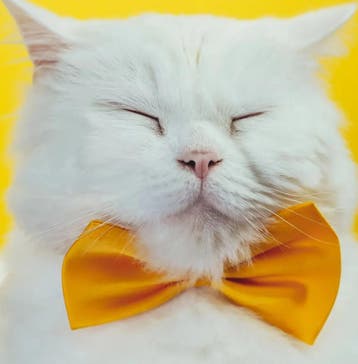 Katten strikjes in diverse kleuren!, Verzenden, Nieuw