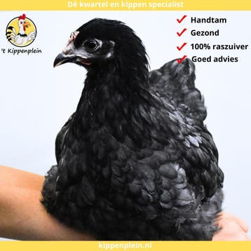Orpington Zwart - Rustig, Tam en Gezond, Dieren en Toebehoren, Pluimvee, Meerdere dieren, Kip