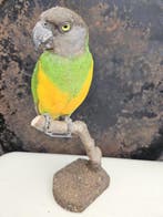 Bonte boer parkiet Taxidermie volledige montage -, Verzamelen, Nieuw