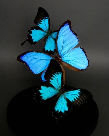 Vlinder Taxidermie volledige montage - Morpho didius x