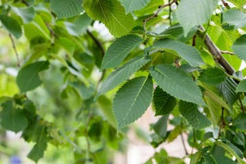 Ulmus glabra Camperdownii hoogstam