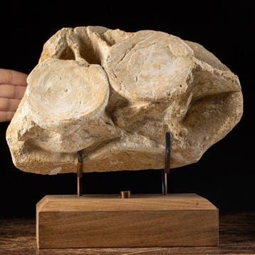 Fossiel fragment - Stunning Dinosaur Vertebra -