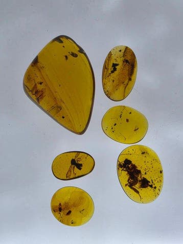 Birmese barnsteen - Barnsteen - Lot of 6 Burmese Amber