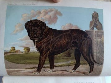 Vero Shaw/G. Stables - The Illustrated Book of the Dog. With