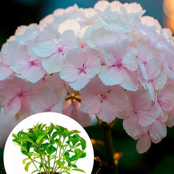 Hortensia macrophylla Madame Emile Mouill_re container (P1, Verzenden, Hortensia, Struik