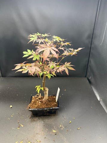 Japanese maple bonsai (Acer palmatum) - Hoogte (boom): 25 cm