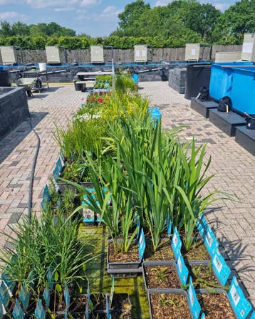 Vijverplanten en Waterplanten | Nu nog verkrijgbaar, Nieuw