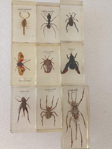 Insects - Diorama Insects in epoxy, Nieuw