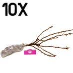 Rode Aalbes Jonkheer van Tets wortelgoed 10 pl, Tuin en Terras, Verzenden, Volle zon