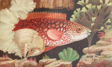 Philip Henry Gosse - The Aquarium An Unveiling of the, Antiek en Kunst
