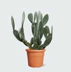 Green Bubble - Cactus Opuntia - 140cm - Ø38 cm, Ophalen of Verzenden