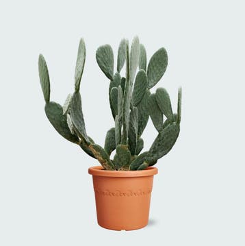Green Bubble - Cactus Opuntia - 140cm - Ø38 cm, Ophalen of Verzenden