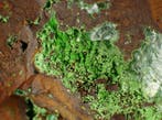 Groene conichalciet Kristallen op matrix - Hoogte: 80 mm -