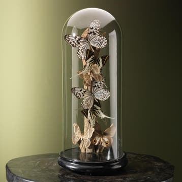 Vlinders in Stolp Taxidermie Opgezette Dieren By Max, Ophalen of Verzenden, Nieuw, Insect, Opgezet dier