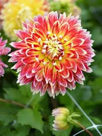 Dahlia Akita Een kleurrijke blikvanger in uw tuin, Ophalen of Verzenden
